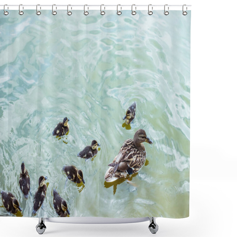 Personality  High Angle View Of Mother Duck With Her Ducklings Swimming In Blue Pond Shower Curtains