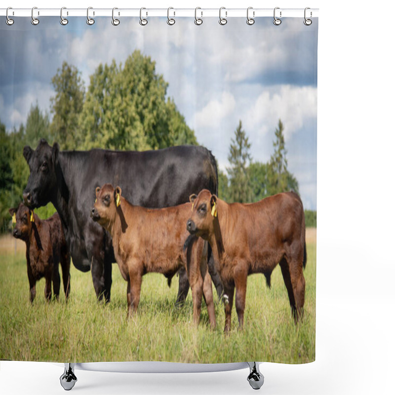 Personality  Black Angus Cow In Green Grass On Summer With Calves Shower Curtains