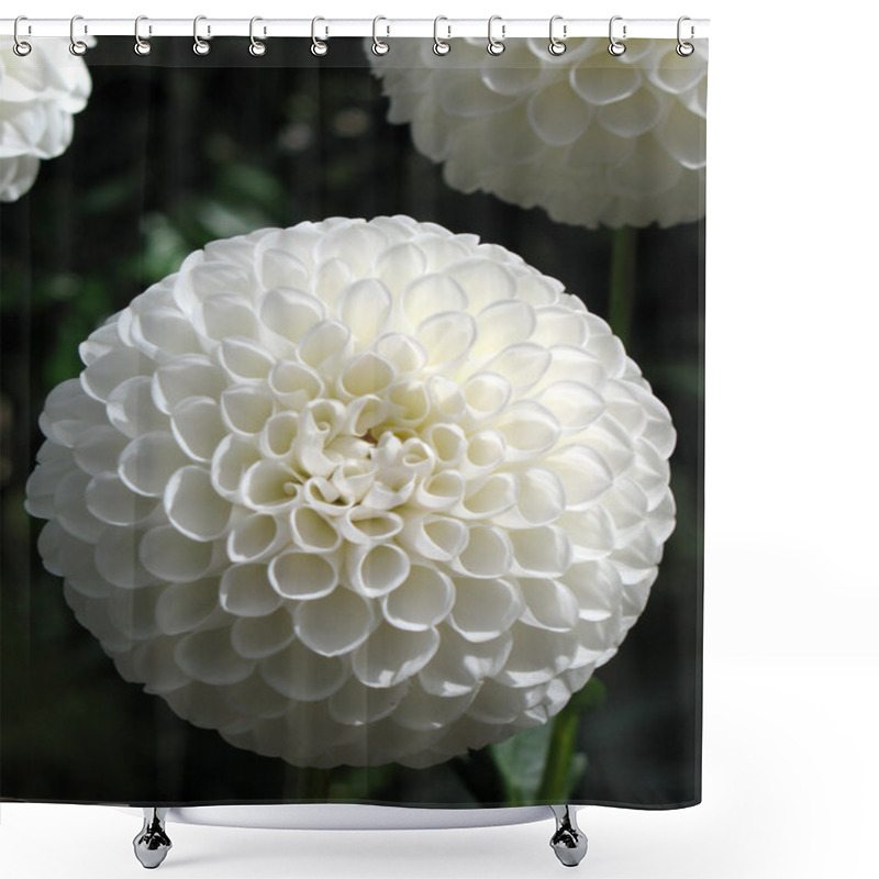 Personality  Dahlia Shower Curtains