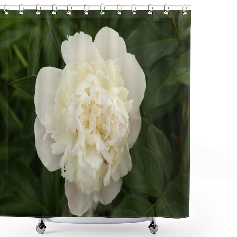 Personality  Beautiful Blooming White Peony Growing In Garden, Closeup Shower Curtains