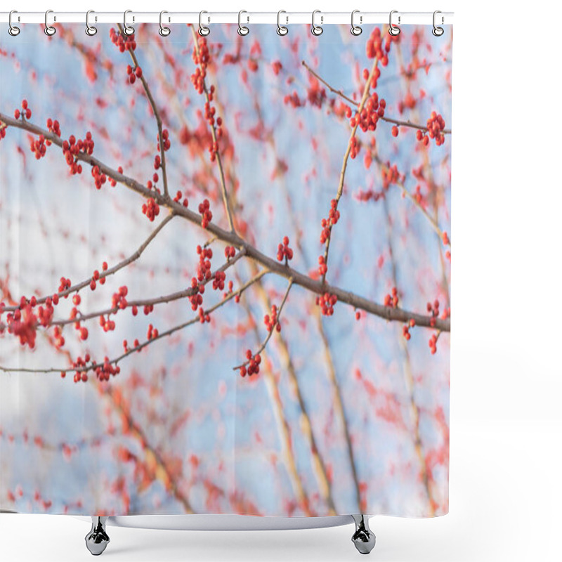 Personality  Close-up Branch Of Ilex Decidua Winterberry Red Fruits On Dormant Tree Near Dallas, Texas Shower Curtains