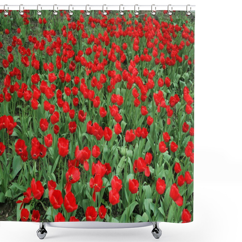 Personality  Red Tulips Shower Curtains