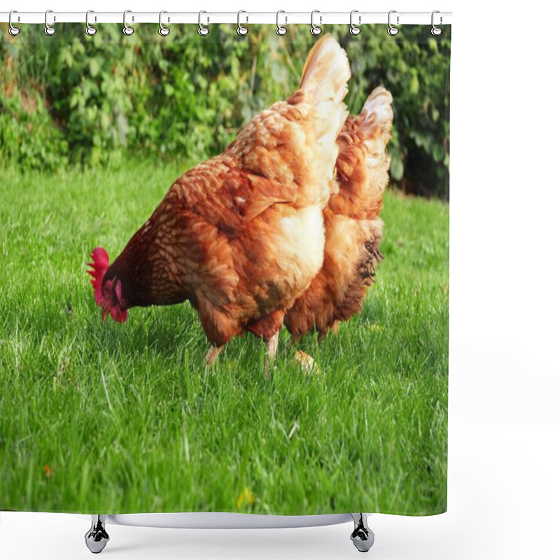 Personality  Free Range Hens Pecking For Food In Field Of Grass Medium Shot Selective Focus Shower Curtains