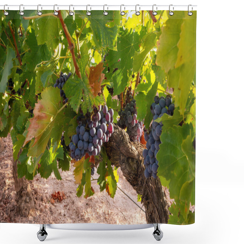 Personality  Discover The Allure Of Nature Intertwined With Wine Culture In Our Stunning Vineyard Photography Collection. Immerse Yourself In The Lush Vineyards As Grapes Ripen On The Vine, Showcasing The Beauty Of The Winemaking Process. Perfect For Stock Agenci Shower Curtains