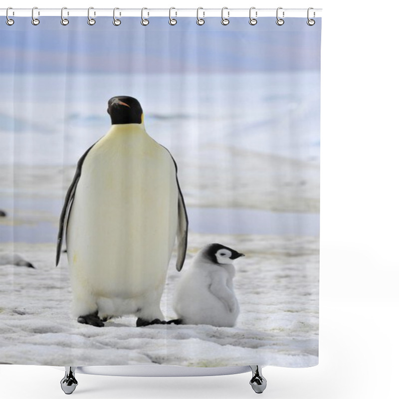 Personality  Emperor Penguin Shower Curtains