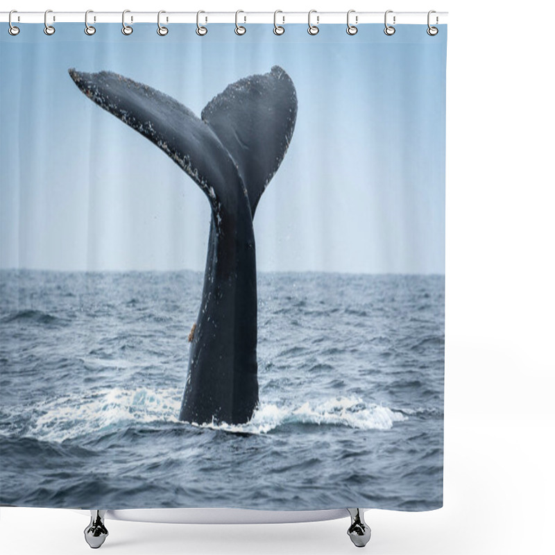 Personality  Humpback Whale In Puerto Lopez, Ecuador Shower Curtains