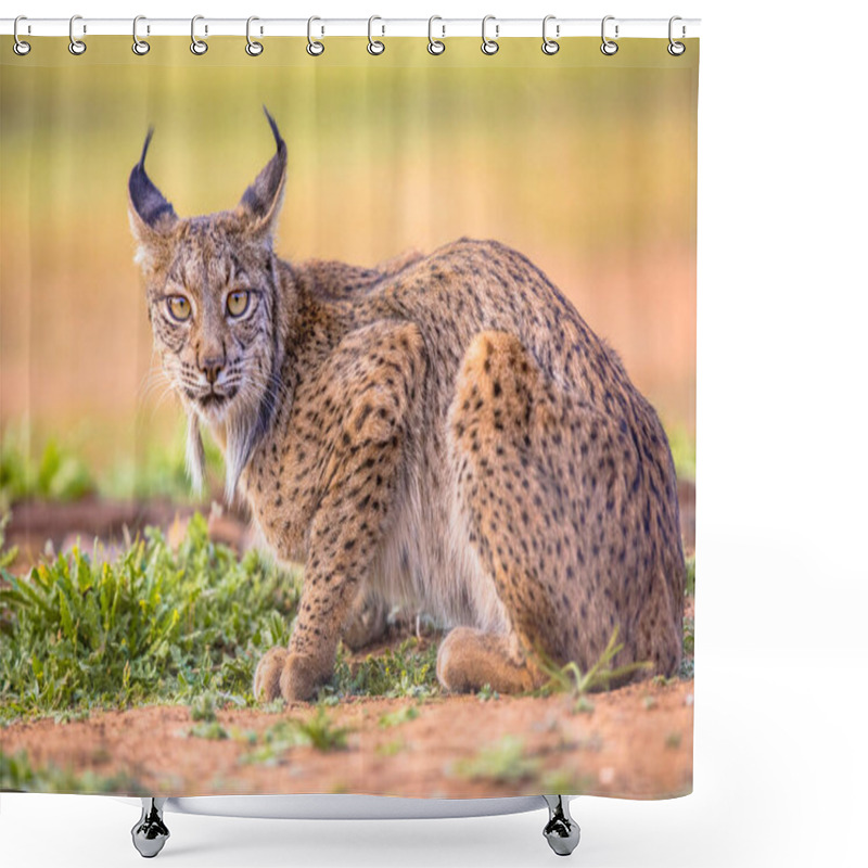 Personality  Iberian Lynx (Lynx Pardinus) Is A Wild Cat Species Endemic To The Iberian Peninsula In Southwestern Europe. Wild Animal In Andujar, Spain. Wildlife Scene Of Nature In Europe. Shower Curtains