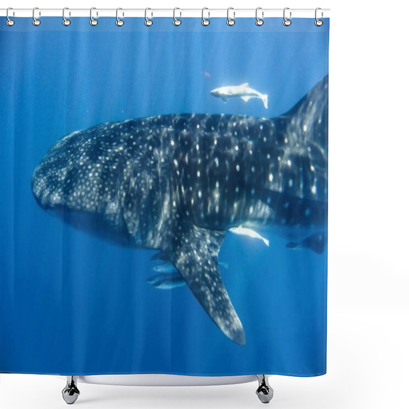 Personality  Whale Shark In The Indian Ocean Shower Curtains