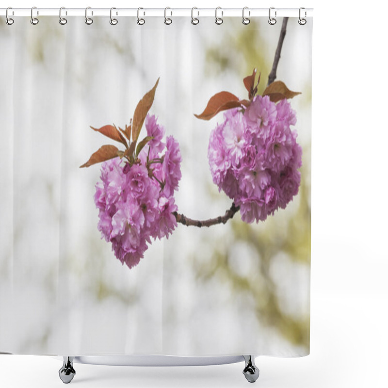 Personality  Pink Cherry Blossoms Shower Curtains