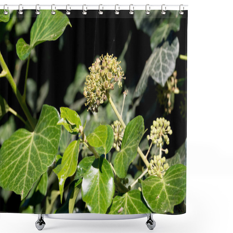 Personality  Common Ivy (Hedera Helix) In Blossom, Evergreen Foliage And Bloo Shower Curtains