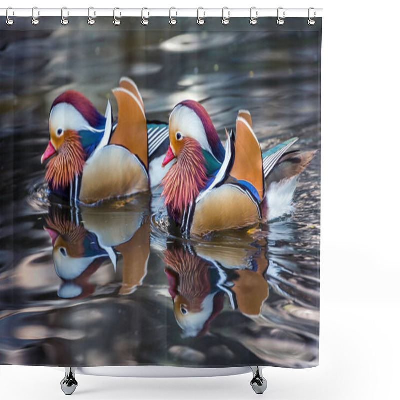 Personality  Mandarin Duck Floating In A Pond. Shower Curtains