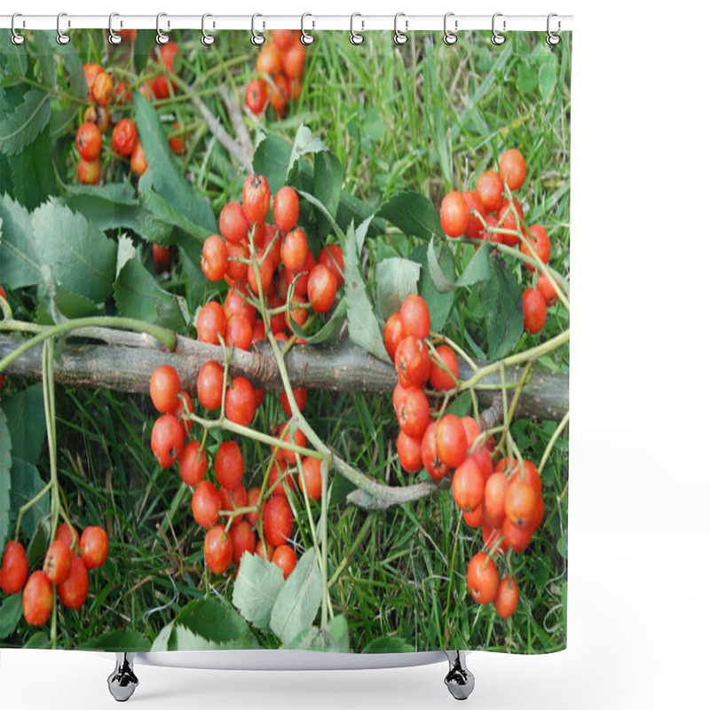 Personality  Red Rowan Shower Curtains