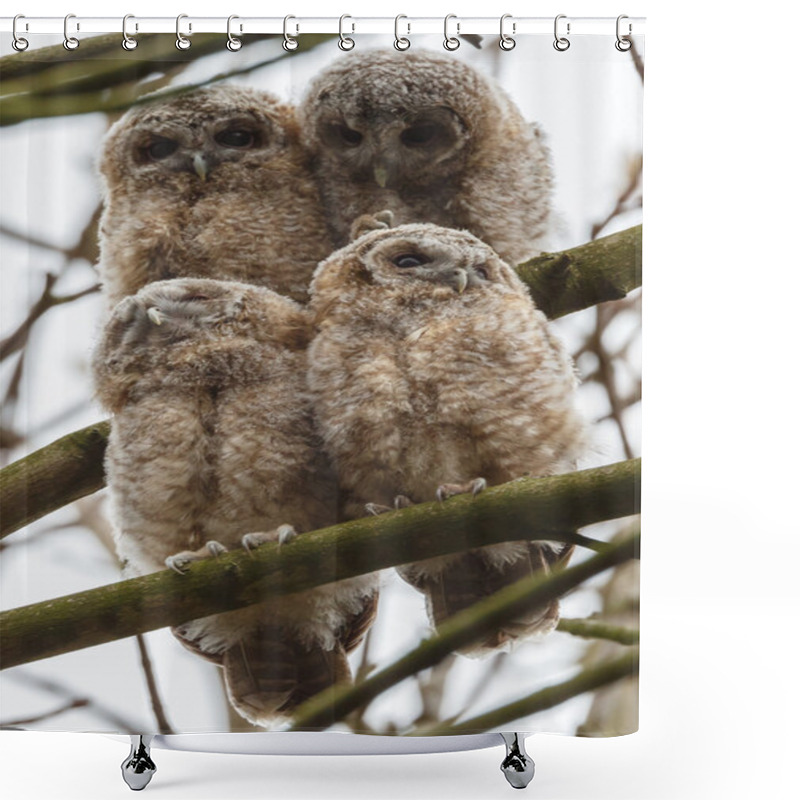 Personality  Tawny Owl Youngsters Shower Curtains