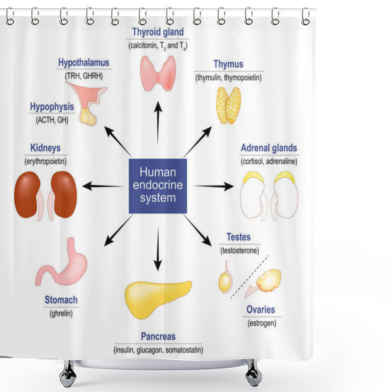 Personality  Human Endocrine System. Glands And Hormones. Set Icons. Vector Illustration Shower Curtains