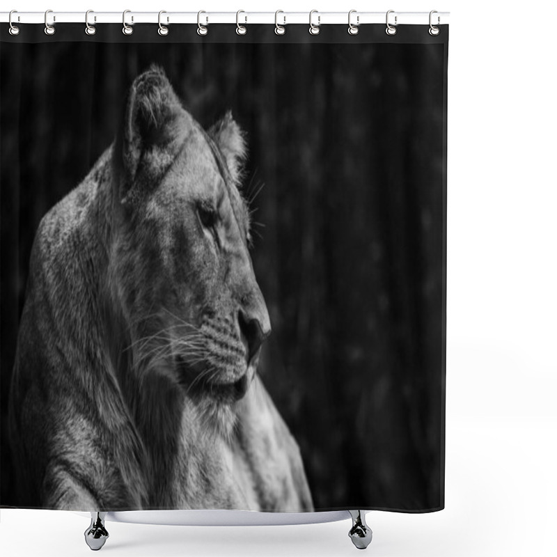 Personality  Lion - Panthera Leo, Iconic Animal From African Savannas, Etosha National Park, Namibia. Shower Curtains