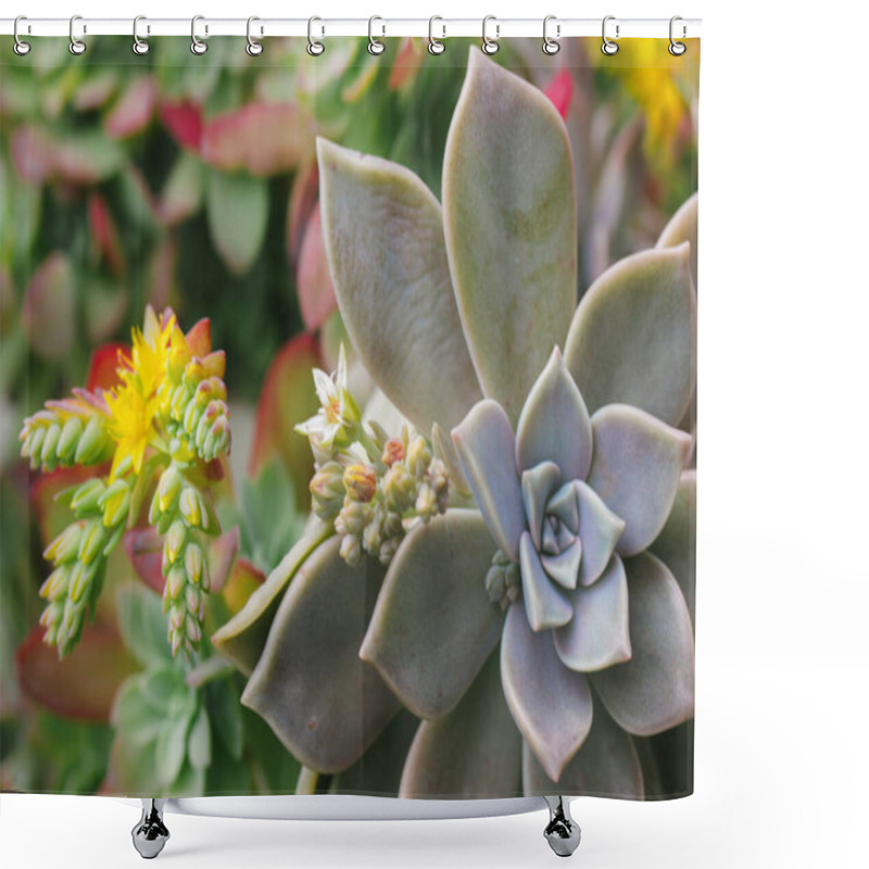 Personality  Beautiful Background With Green Blue Succulents Leaves With Blossoming Yellow Flowers, Exotic Garden Plants In Bloom. Graptopetalum Paraguayense. Ghost Plant Blooming In Spring Day. Floriculture. Shower Curtains