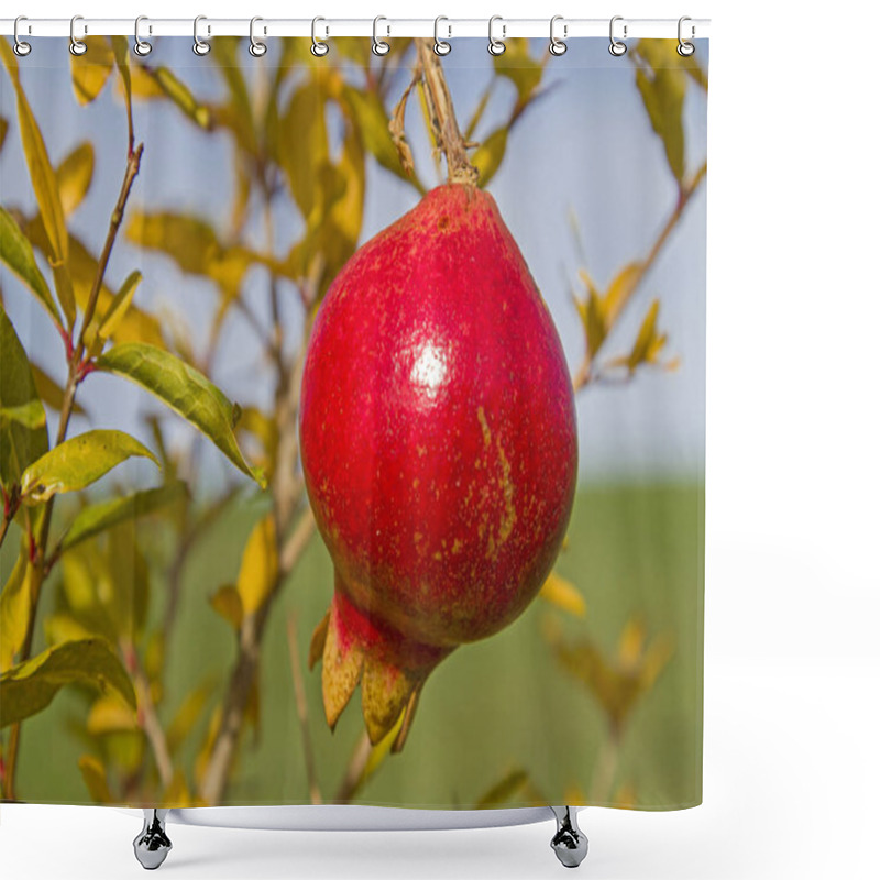 Personality  Ripe Pomegranate On The Tree Shower Curtains