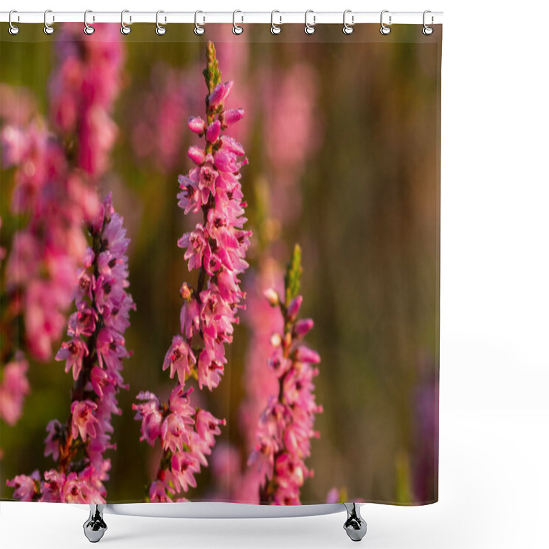 Personality  Morning Dew On The Heather Flowers. Beautiful Morning Light Of Sunrise. Selective Focus. Shower Curtains