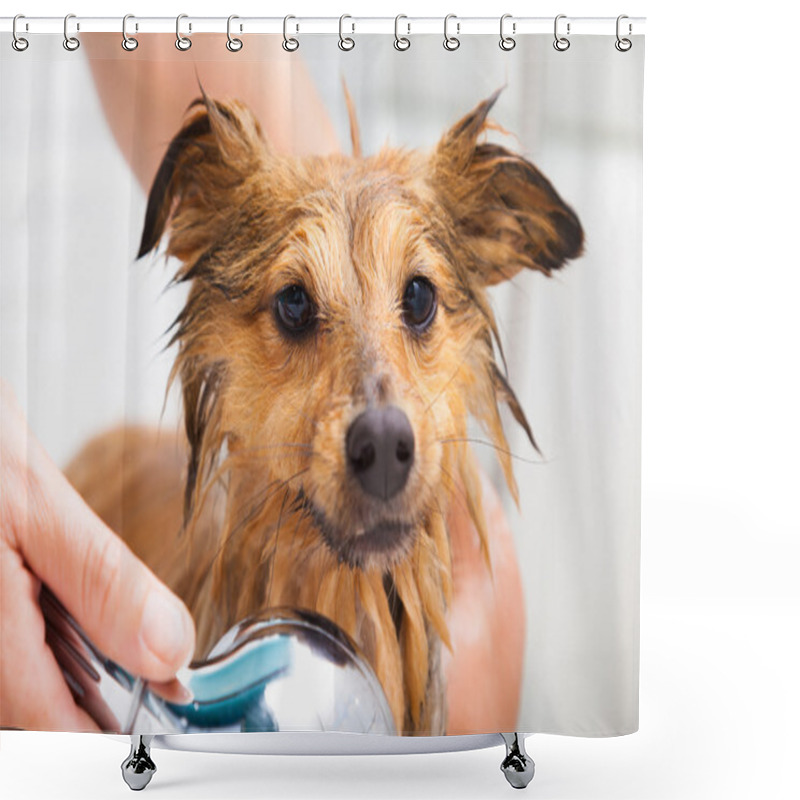 Personality  Shetland Sheepdog Under Shower Shower Curtains