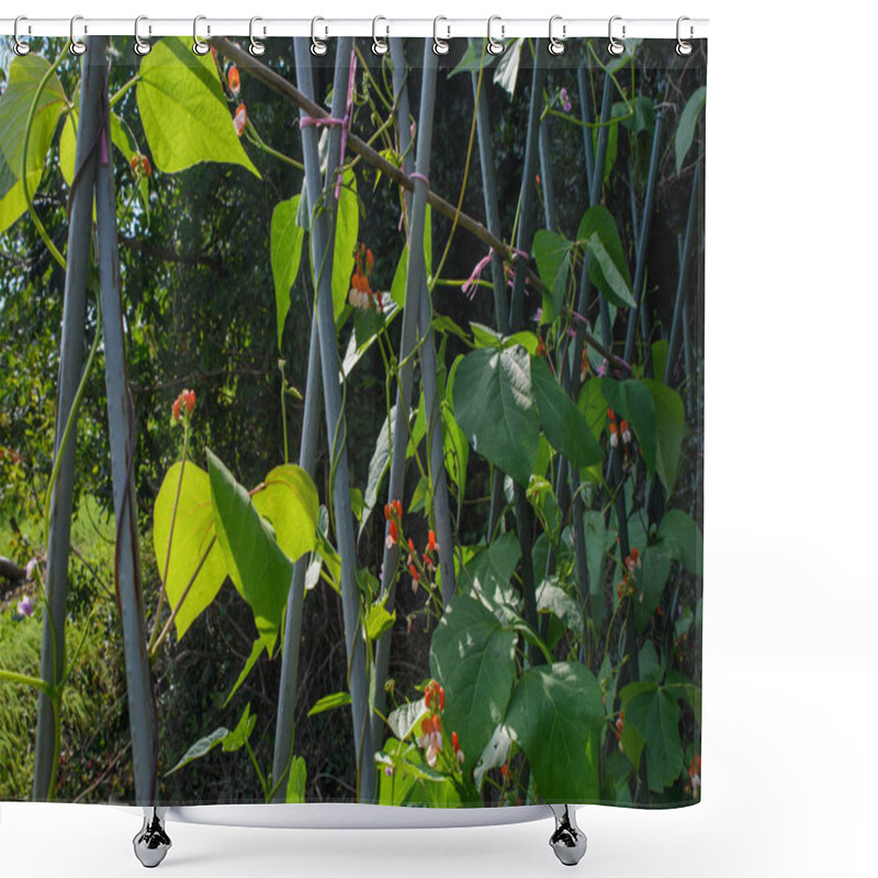 Personality  Runner Bean Plants Growing Up Canes In A Vegetable Garden. Gardener Ties Up The Trailing New Shoots, Growth, Protecting The Vines And Red Flower Crops.  Shower Curtains