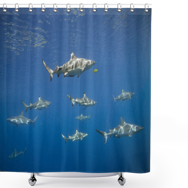 Personality  School Of Blacktip And Grey Reef Sharks  Shower Curtains