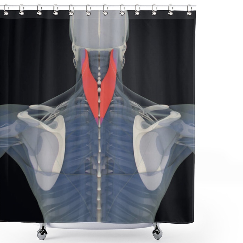 Personality  Human Splenius Capitis Anatomy Model Shower Curtains