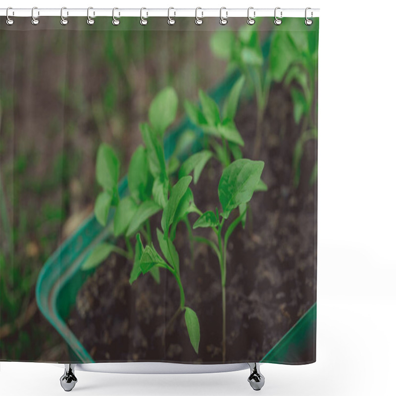 Personality  Cucumber Plant In Seedling Peat Pot On A Rustic Wooden Table. Growing Seedlings In Peat Pots. Plants Seeding In Sunlight In Modern Botany Greenhouse, Horticulture And Cultivation Of Ornamental Plans Shower Curtains