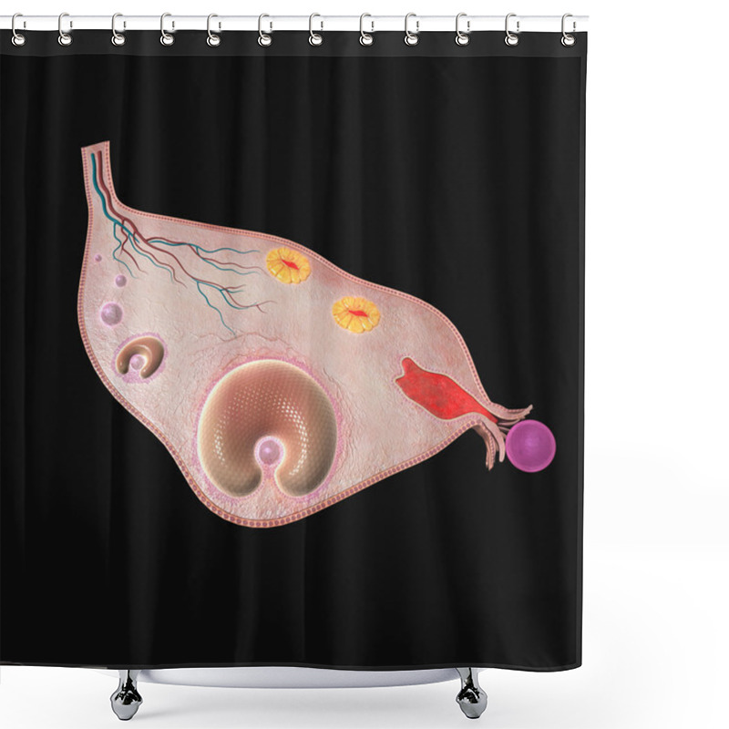 Personality  Female Ovary Structure Shower Curtains