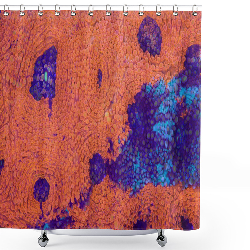 Personality  Bright Orange And Blue Acanthastrea Echinata Shower Curtains