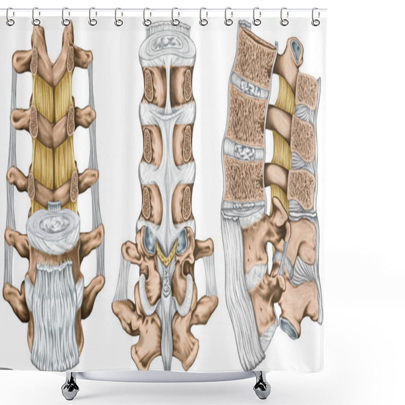 Personality  Ligaments And Lumbar Spine Structure, The Ligaments Surrounding The Lumbar Spine, Posterior Longitudinal Ligament, Intertransverse Ligaments, Human Bony System, Anterior, Lateral, Posterior View Shower Curtains