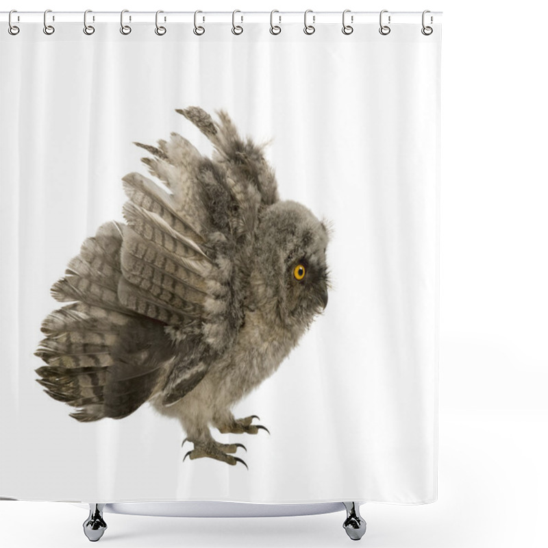 Personality  Long-eared Owl - Asio Otus (7 Weeks) Shower Curtains