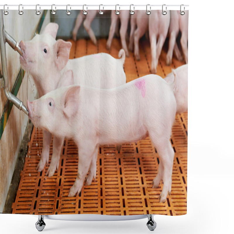 Personality  Young Drinking Piglet At Pig Farm Shower Curtains