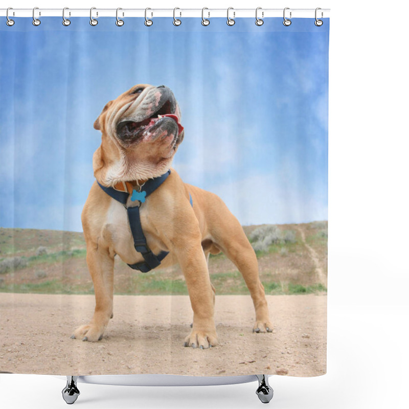 Personality  A Bulldog In A Dog Park Shower Curtains