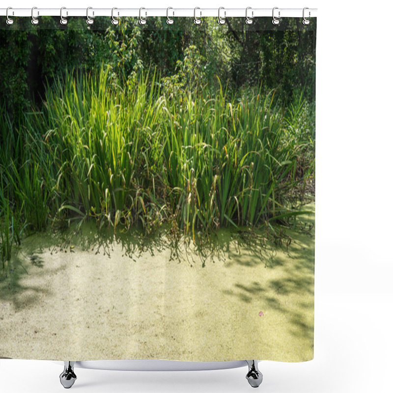 Personality  Bright Sun On Tall Grasses Casts Dark Shadows On Green Algae Covered Water Surface Of A Woodland Pond. Natural Light With No People And Copy Space. Shower Curtains