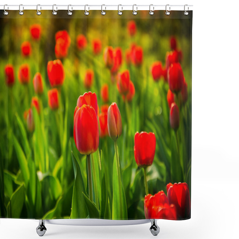 Personality  Red Tulips Shower Curtains