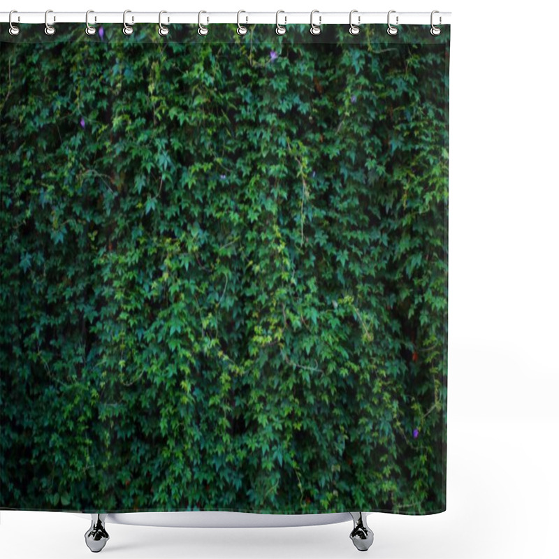 Personality  A Wall Completely Covered In Green Ivy With A Few Purple Flowers. The Leaves Are Lush And Vibrant, Creating A Natural, Textured Background. Shower Curtains