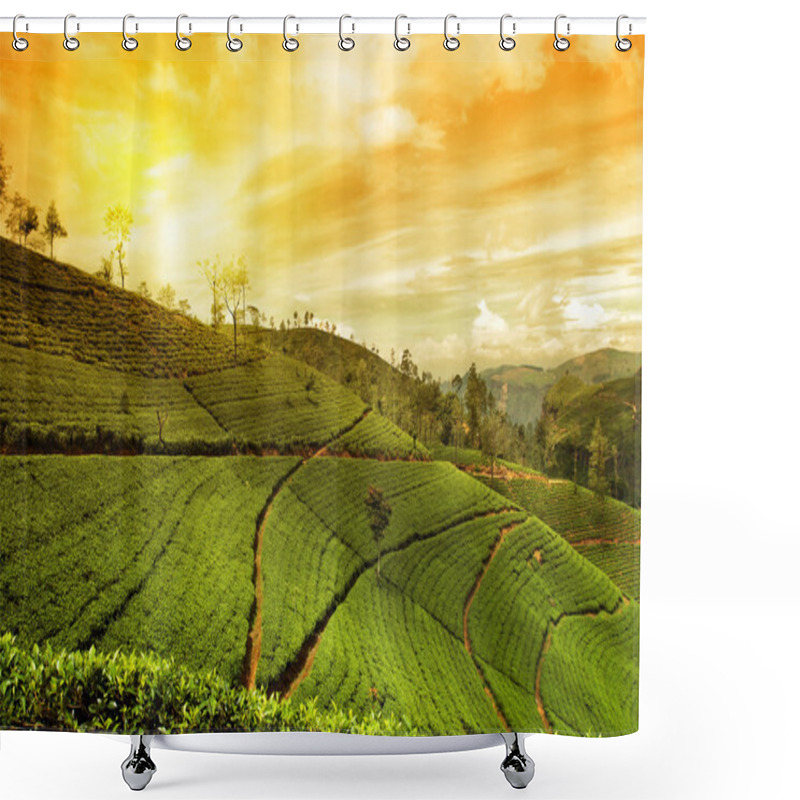 Personality  Tea Plantation Landscape Shower Curtains