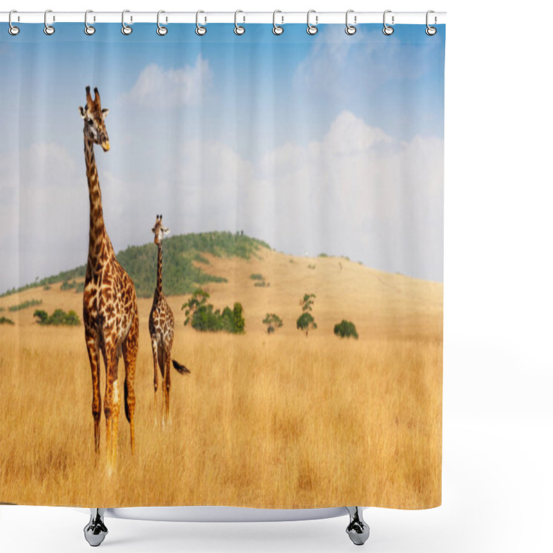 Personality  Masai Giraffes In Savannah Shower Curtains