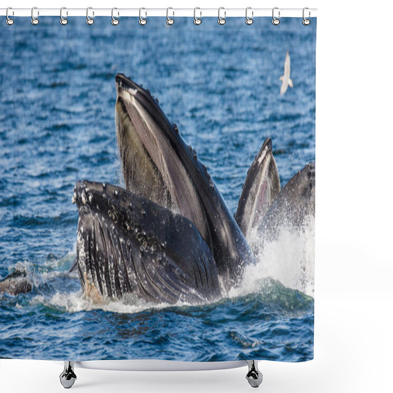 Personality  Humpback Whales Above Water Surface Shower Curtains