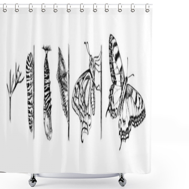 Personality  Metamorphosis Of The Swallowtail - Papilio Machaon - Butterfly Shower Curtains