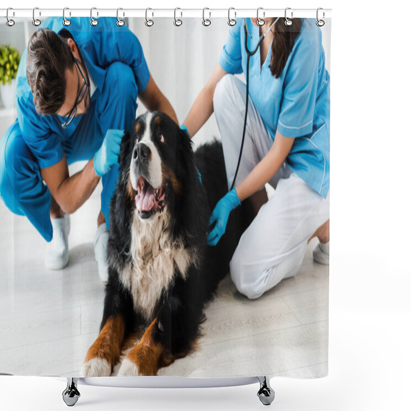 Personality  Two Young Veterinarians Examining Bernese Mountain Dog Lying On Floor Shower Curtains