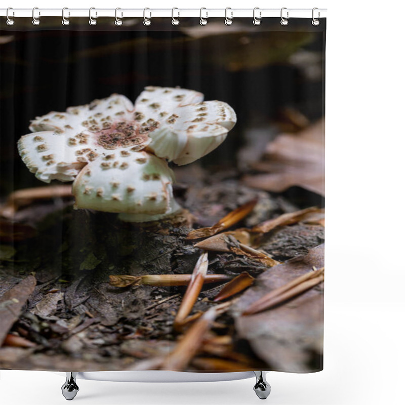 Personality  Gilled Mushrooms On A Forest Floor Shower Curtains