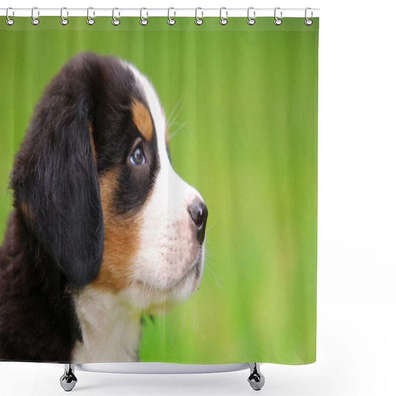 Personality  Portrait Of Bernese Mountain Dog Shower Curtains