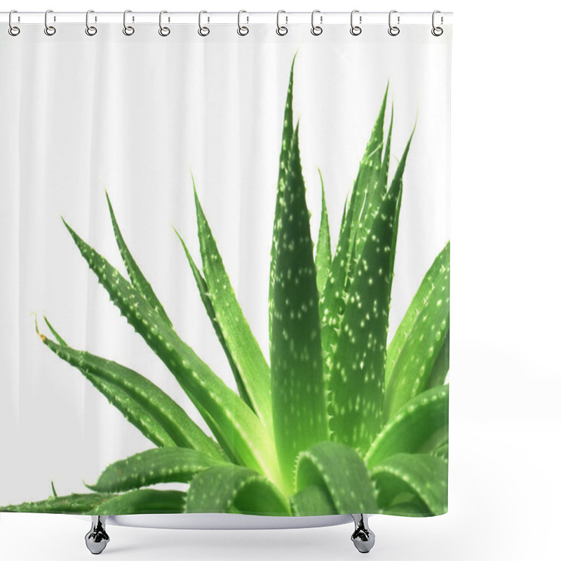 Personality  Aloe Vera Leaves 1 Shower Curtains