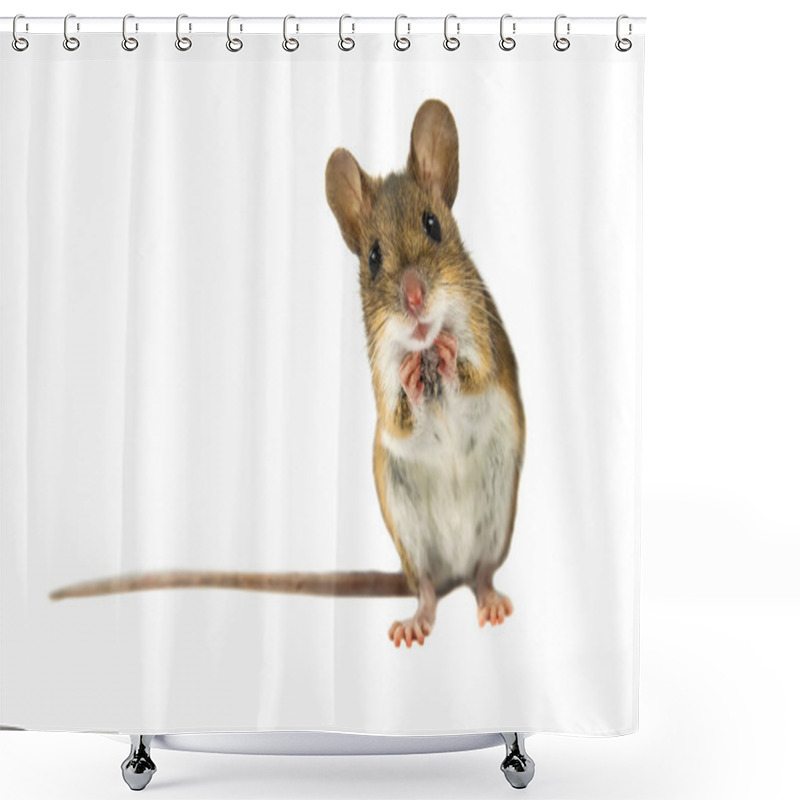 Personality  Surprised Field Mouse With Clipping Path Shower Curtains