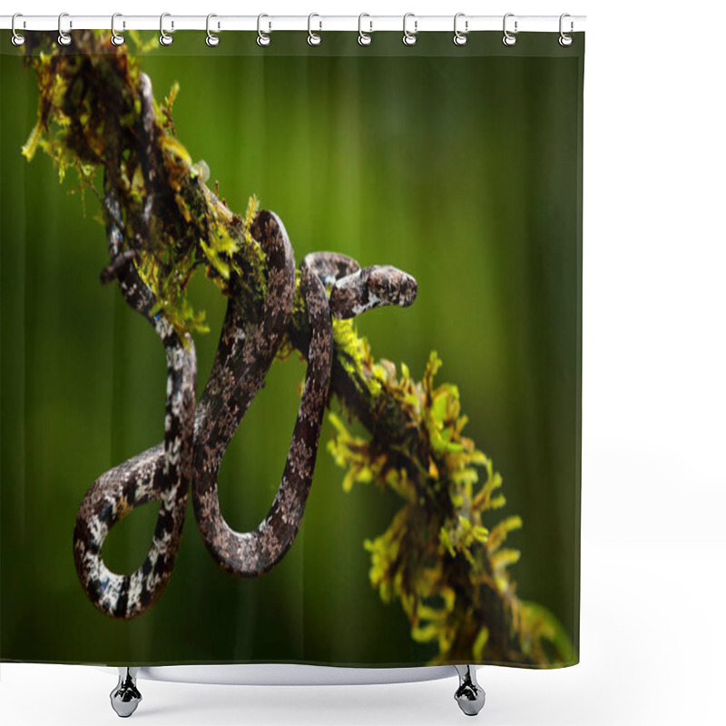 Personality  Puffing Snake, Pseustes Poecilonotus, In Dark Habitat. Non Venomous Snake In The Nature Habitat. Poisonous Animal From South America. Yellow Blue Snake In The Nature. Wildlife Costa Rica Shower Curtains