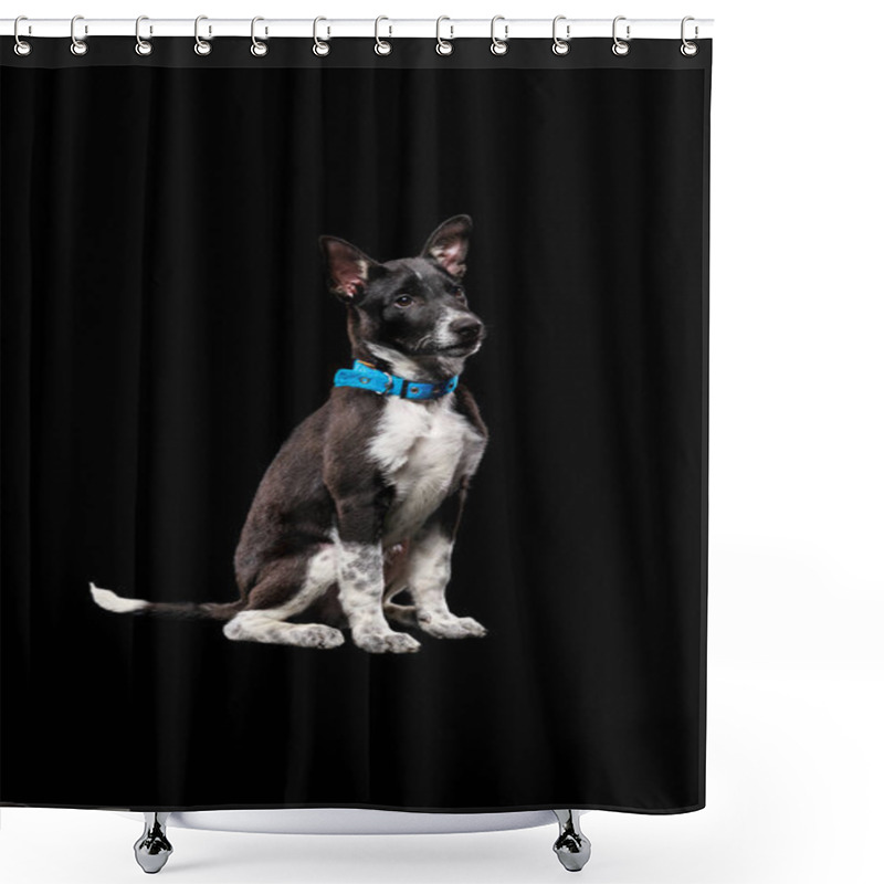 Personality  Pooch Dark Dog In Collar Isolated On Black Shower Curtains