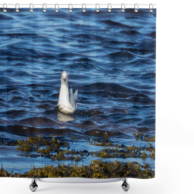 Personality  Little Gull, The Smallest Gull In The World.  A Very Rainy And Tiny Gull In The Water, River, Estuary, Shore Line, Feeding In The Blue Sea And The Seaweed In The Sunshine Shower Curtains