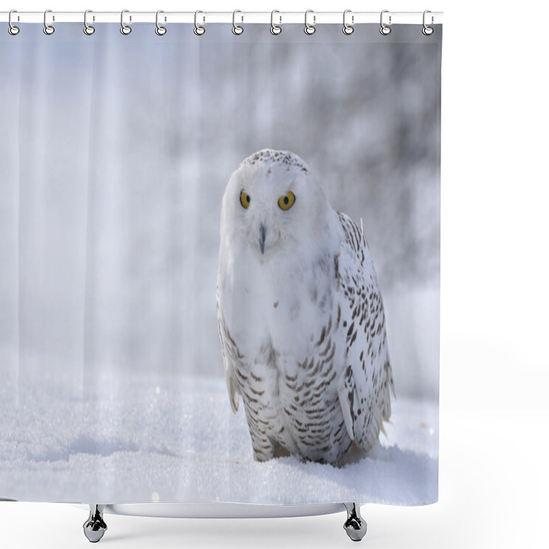 Personality  Snowy Owl Sitting On The Snow Shower Curtains