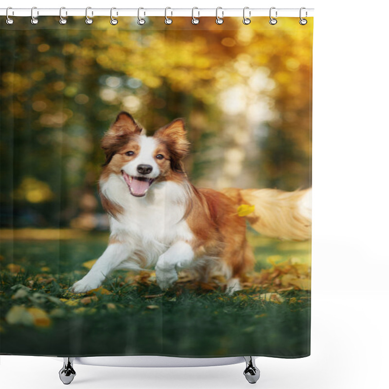 Personality  Young Border Collie Dog Playing With Leaves In Autumn Shower Curtains